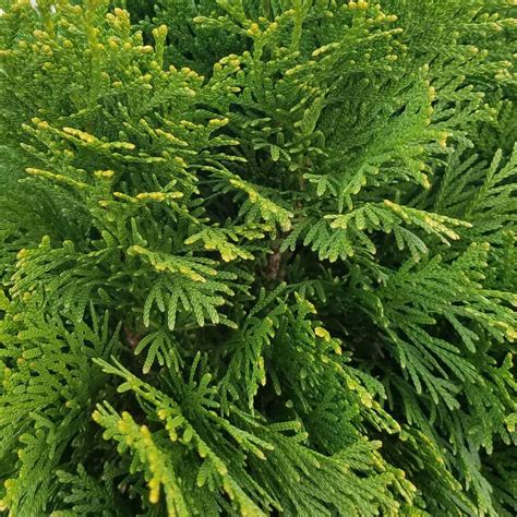 BELL NURSERY3 Gal. Green Giant Arborvitae (Thuja) Live Evergreen Shrub. Shop this Collection. Compare. $1450. ( 1086) Model# 2096Q. SOUTHERN LIVING. 2.5 Qt. Jubilation Gardenia, Live Evergreen Shrub, White Fragrant Blooms.